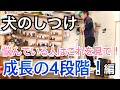 【犬のしつけ】成長の4段階を知ろう！