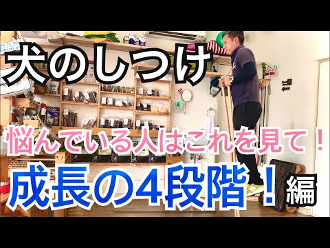 子犬の成長期：いつまで大きくなる？知っておくべき全て