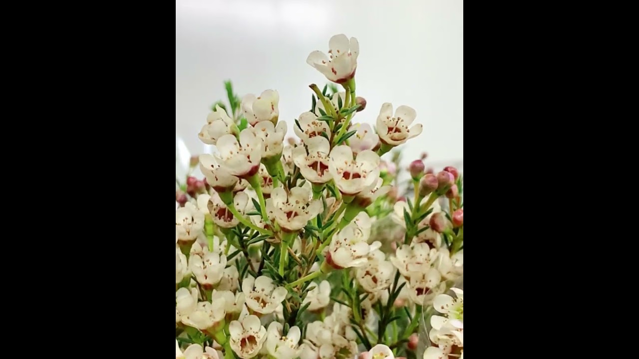 The Beauty Of Wax Flower | جمال زهرة الشمع