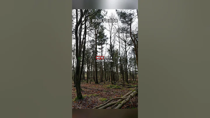 Don’t Make This Mistake When Taking Photos in the Woods #photography