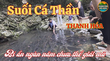 Khám Phá Suối Cá Thần Cẩm Lương Thanh Hóa  Bí Ẩn Ngàn Năm Chưa Thể Giải Mã!