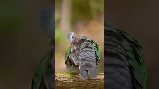 Burung Ini Menari Demi Cinta! Tarian Unik untuk Mencari Pasangan 🕊️❤️