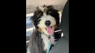 Kona's 1st year adoption video Mini Bernedoodle