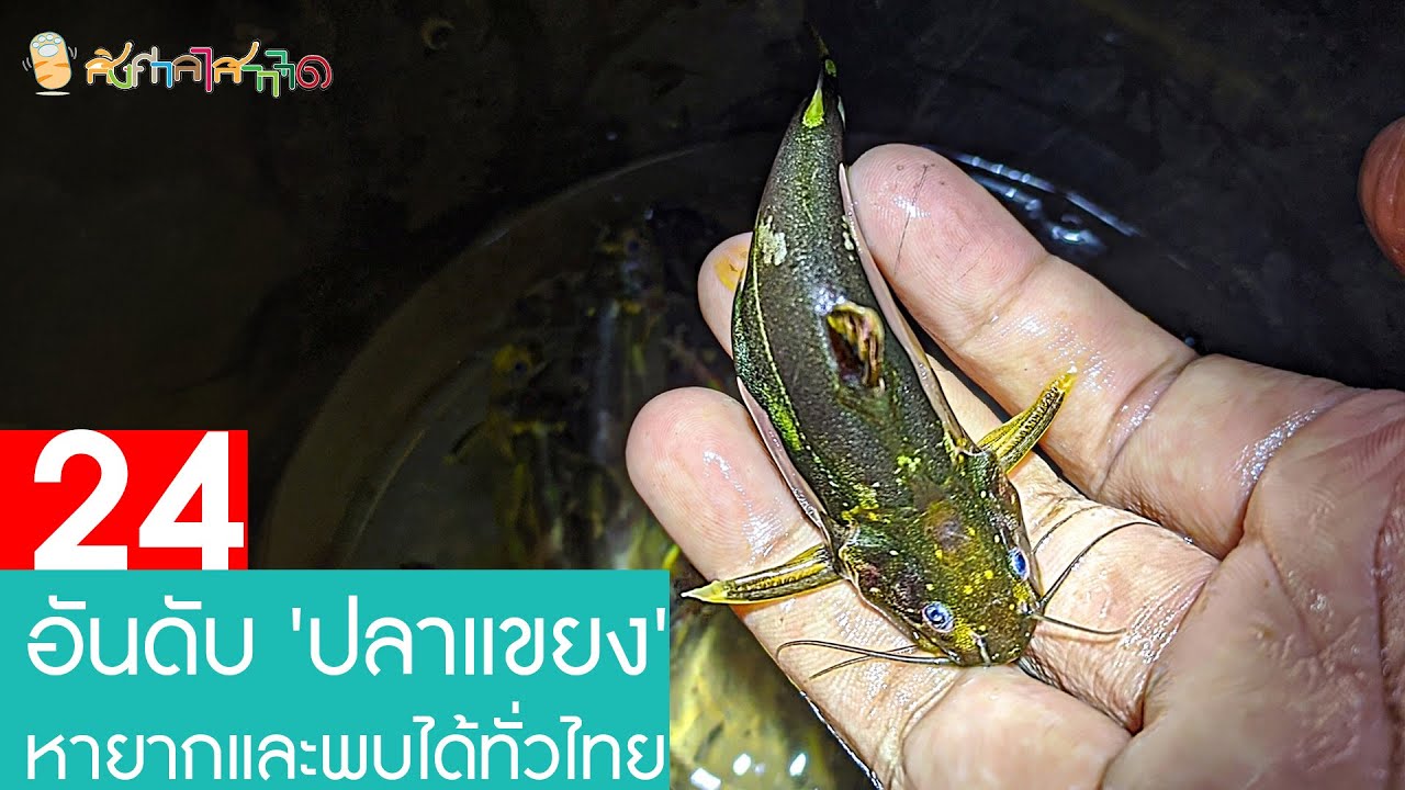 24 อันดับ 'ปลาแขยง' หายากและพบได้ในประเทศไทย #อันดับ