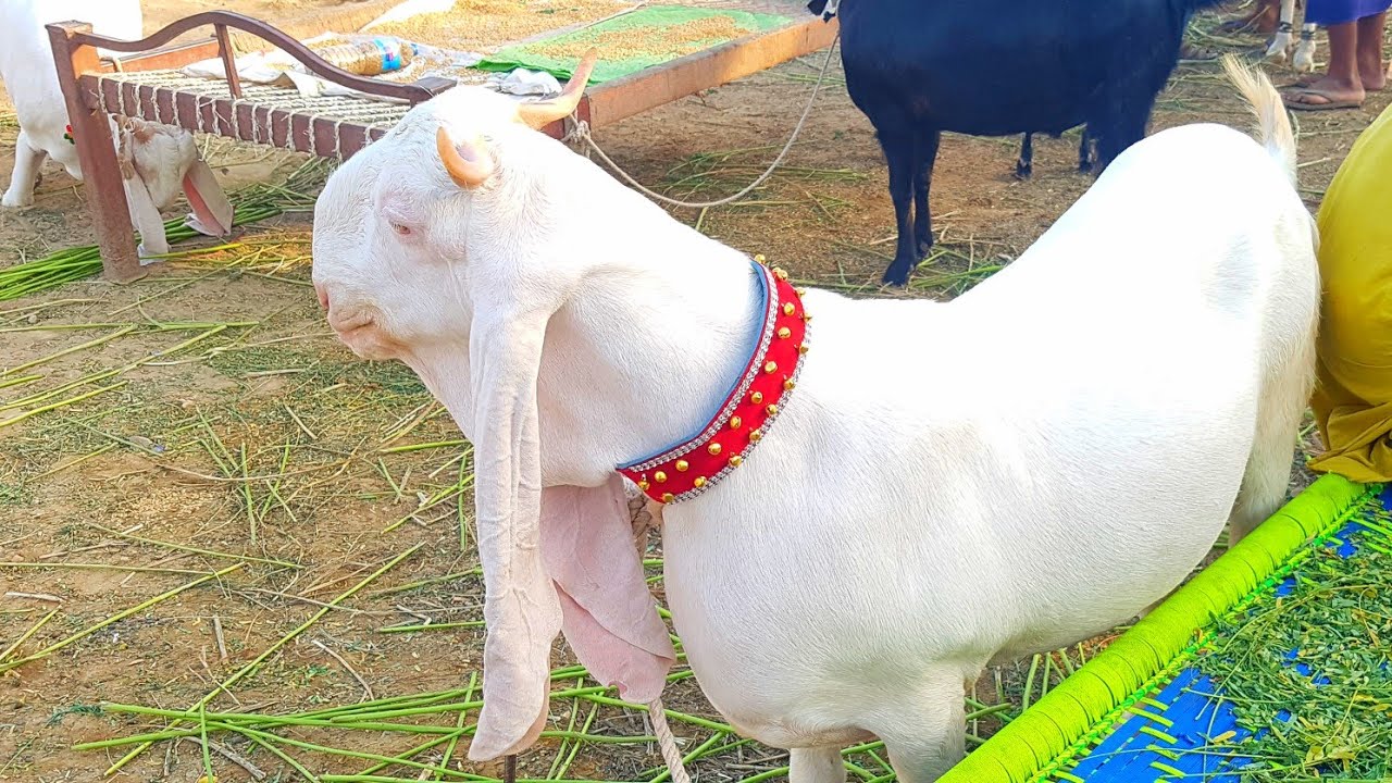 Zardari Brought Indian Goat to Pakistan and is for sale in Sohrab Goth Mandi