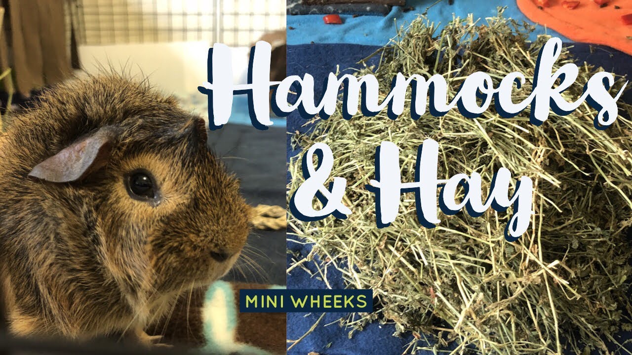 Hammocks and Hay - Guinea Pigs - YouTube
