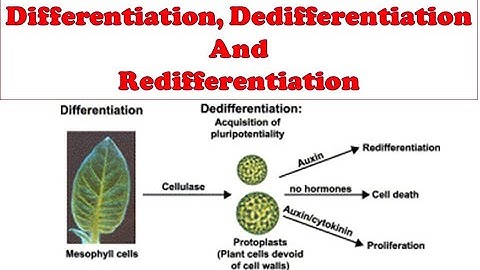 How to Write Answers in UPSC Mains: IFS Mains Exam: IFS Botany Study Material: Botany optional IAS
