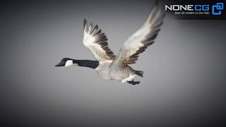 3D Canada Goose