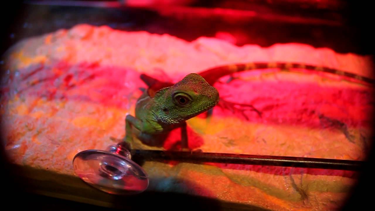 Chinese Water Dragon Tank Vivarium YouTube