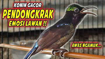 KOLIBRI NINJA GACOR FULL NEMBAK ISIAN TONJOLAN MEWAH !! PANCINGAN KONIN BAHAN AGAR CEPAT BUNYI EMOSI