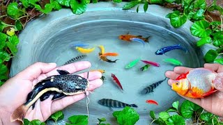 Catching Glofish, Goldfish, Black Ghost, Manfish, Molly Fish, Koifish, Tiger Fish Sumatra