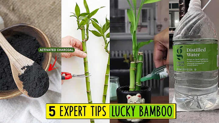 5 Expert tips for Healthy Lucky bamboo