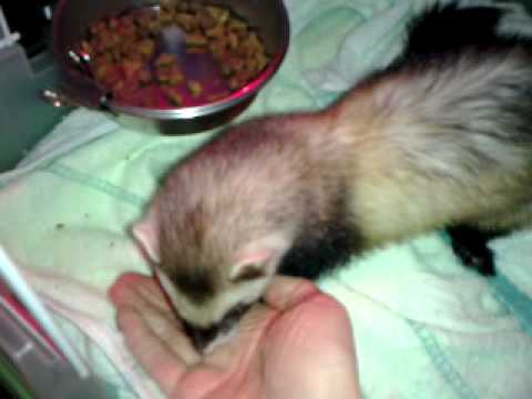 魯嚕吃新飼料.mp4