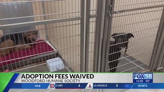 Adoption fees waived in Woodford Humane Society as overcrowding problem continues
