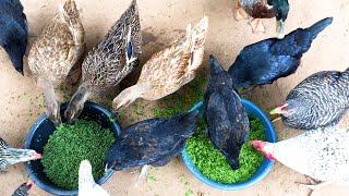 The best natural protein alternative for your poultry. Azolla and duckweed which is the best.