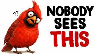 What Birds Do At Night (Mating, Hunting) — Scientific Explanation
