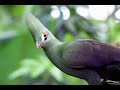 Guinea turaco (green crested turaco)-4k videos(Ultra HD)|Nature's Sweet Tales