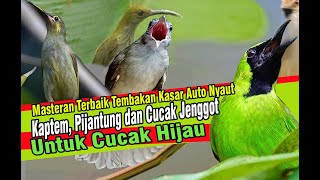 Masteran Cucak Ijo Full Tembakan Kasar Pijantung, Kapas Tembak dan Cucak Jenggot Auto Ngotot Nyaut