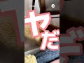 仕事中の飼い主さんと口論になった結果…|PECO