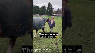 The invisible lead rope trick on my pony News