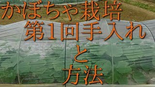 かぼちゃ栽培　part11　1回目(芽)の手入れ作業とタイミングと方法