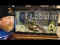 My Pet Lobster - Day 22 of 30 Day Survival Challenge Maine Lockdown