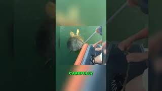 Loggerhead Turtle Rescued From Throat Net.