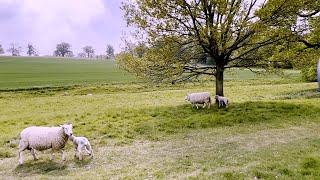 Beautiful is England, Series 2 (4K) — Hiking “Ickworth Monument Multi-use Trail” in Suffolk