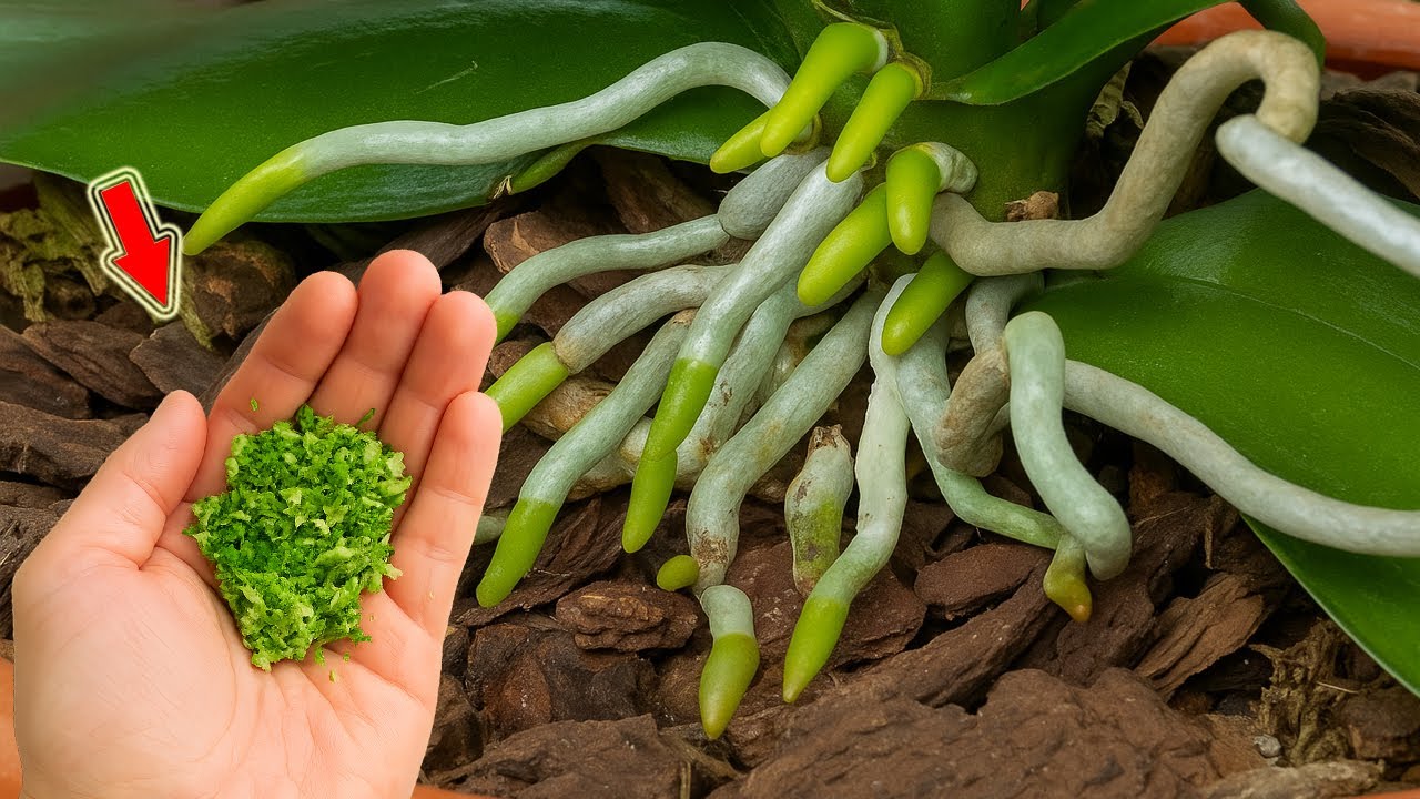 Не выбрасывайте! Это средство ускоряет рост орхидей и способствует их обильному цветению!