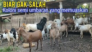 Minimal Kaya Gini Kandang Koloni Semi Umbaran. Proses Perkawinan, Sapih Tepat