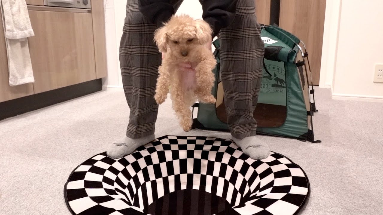 愛犬にトリックアートのドッキリをしてみたら… - YouTube