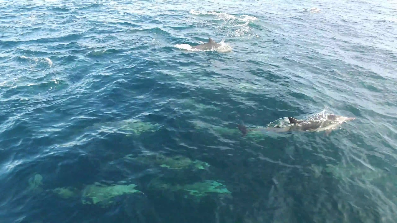 Ep. 74 Dolphins in Sea of Cortez YouTube