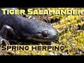 Flipping 500 logs to find tiger salamanders hunt for the tiger