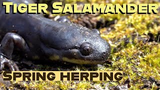 Flipping 500 logs to find Tiger Salamanders. Hunt for the tiger. by Nature In Your Face 300 views 3 weeks ago 10 minutes, 41 seconds