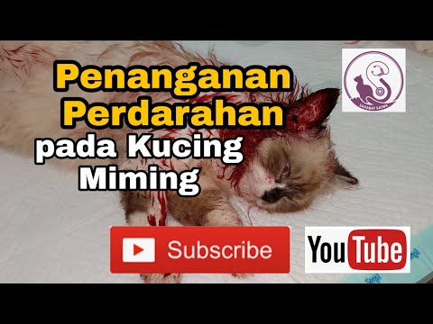 Video: Gangguan Pendarahan Pada Kucing