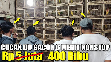 GA SAMPE 5 JUTA, CUMA 400 RIBU DAPET CUCAK IJO GACOR 6 MENIT NONSTOP DI KANDANG OMBYOKAN