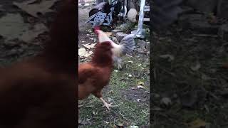 “I Got Chills!” Says, Little Bantam Serama Rooster, gets chills as He dances by Easter Egger Hens. Wealth