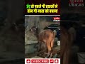 Eid 2026: ईद से पहले गौ रक्षकों ने बचाईं 3 गौमाता की जान | Delhi | Gaumata | cow smuggling