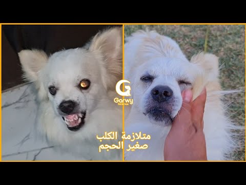 فيديو: متلازمة كي جاسكل في الكلاب