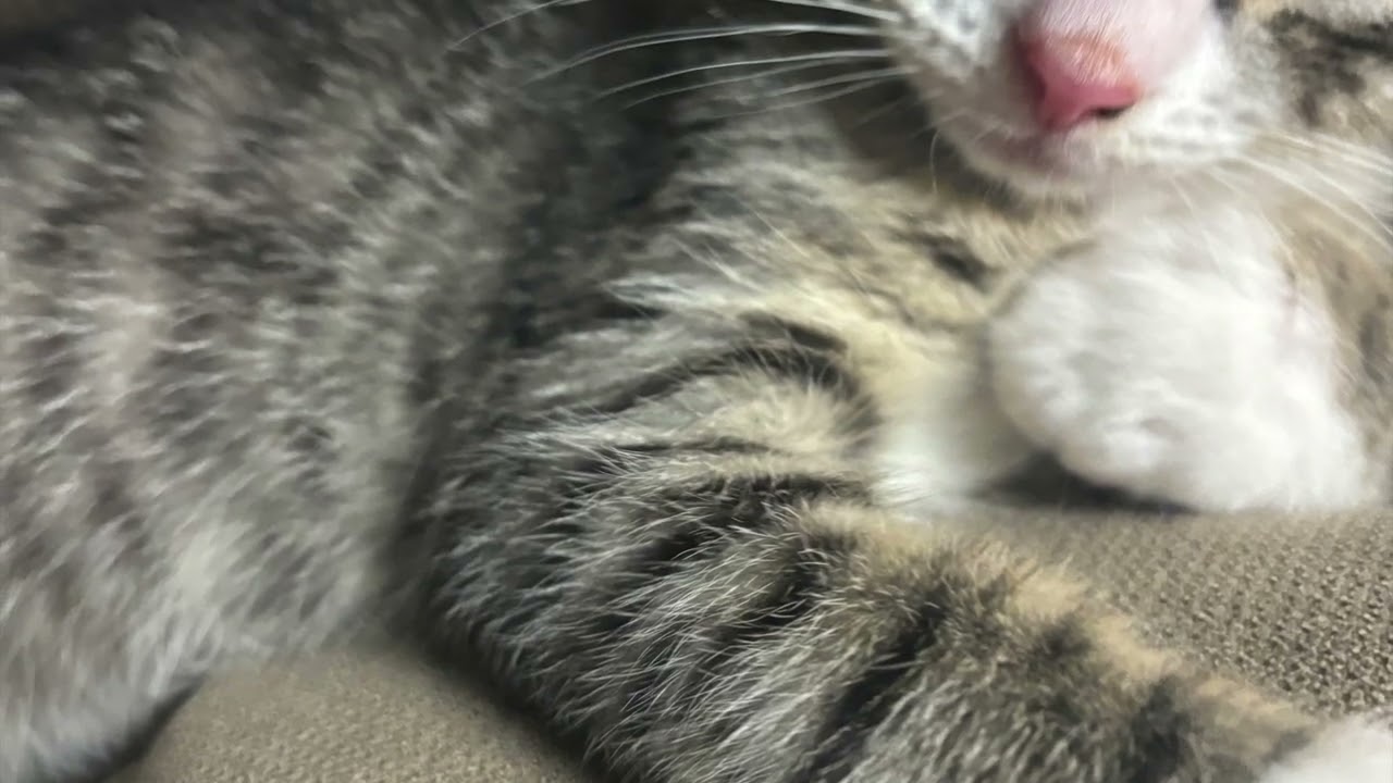 Within Her Realm by Earnest Astrolabe & The Cosmic Groovy: New Blood