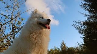 A Celebration of Samoyed Athletes - Amazing Feats of Agility, Strength, and Intelligence by Samoyed USA 103 views 2 months ago 3 minutes, 38 seconds