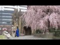 2013-03-24 東京大学 安田講堂の桜風景
