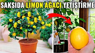 Saksıda Limon Nasıl Yetiştirilir? Evde Limon Ağacı Nasıl Ekilir?