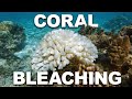 The Vulnerable Wildlife Of China&#39;s Coral Reef | China Wild | Real Wild