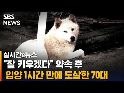 &amp;quot;잘 키우겠다&amp;quot; 약속 후 입양 1시간 만에 도살한 70대 / SBS / 실시간 e뉴스