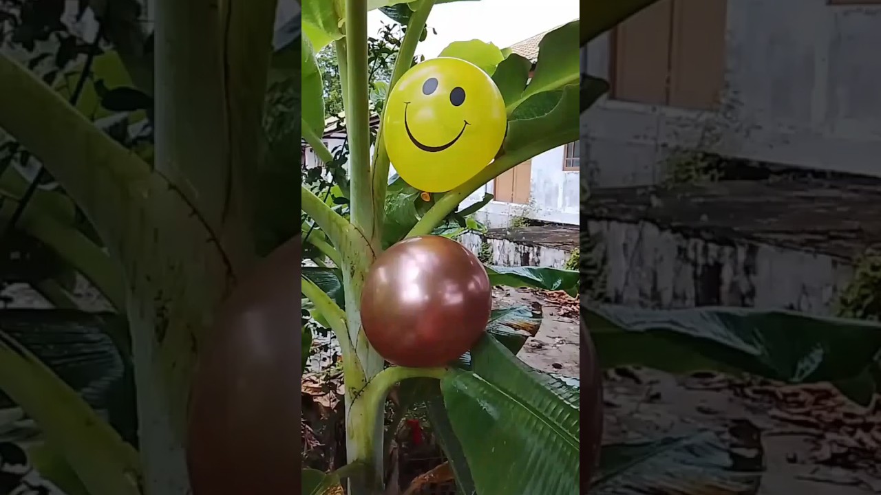Experiment Popping Yellow Emotion Balloon and Brown Silver Balloon