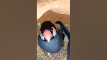 Black Java birds short #viral #shortvideo