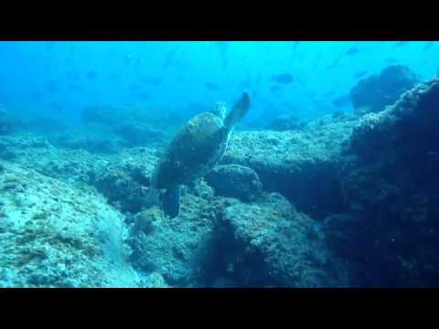 Go Dive Videos | Turtle eating Jelly Fish MP4