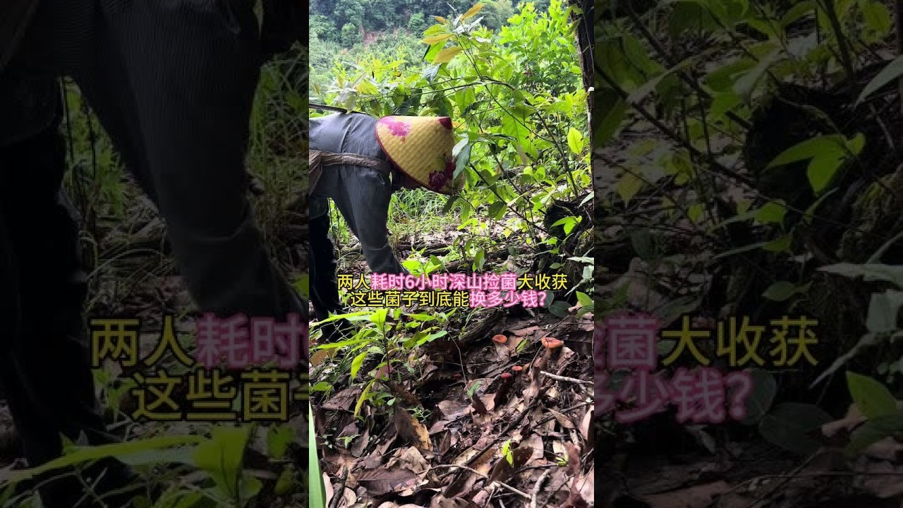 朋友们，今天给大家带来一个9分钟的长视频哦！这可是我精心制作的，记录了我和妈妈一天的菌子之旅。从沉浸式体验捡菌子，到我跟妈妈用傣话交流，再到去卖菌子，全程都有。我们徒手采菌子，感受着大自然的气息，过