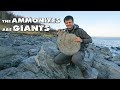 Hunt for giant ammonites  dinosaur bones found  search for fossils